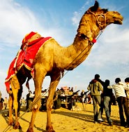 Camel Festival of Bikaner