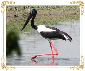 Bharatpur - Birds Paradise