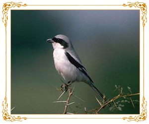 Bird Watching Bharatpur