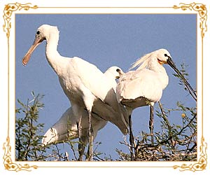 Waterbirds, Bharatpur