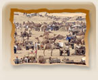 Camel Festival