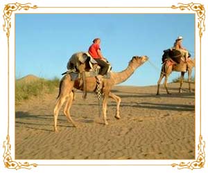 Camel Safaris, Jaisalmer