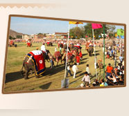 Jaipur Elephant Festival