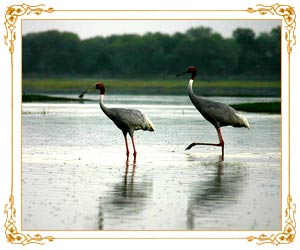 Keoladeo Ghana Bird Sanctuary