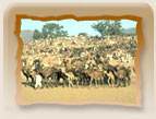 Nagaur Fair