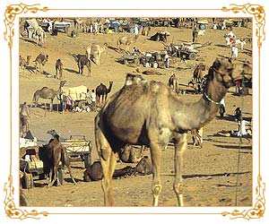 Pushkar Fair