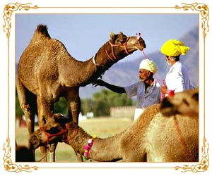 Pushkar Fair - Pushkar