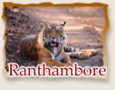 Ranthambore - Rajasthan
