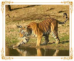 Wildlife of Rajasthan