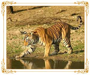 Wildlife of Rajasthan