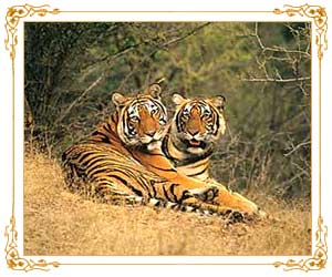 Ranthambore National Park