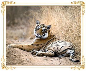 Ranthambore