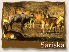 Sariska National Park