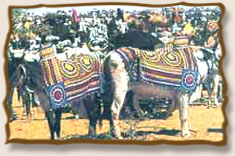 Sheetla Mata Fair