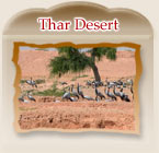 Thar Desert - Rajasthan