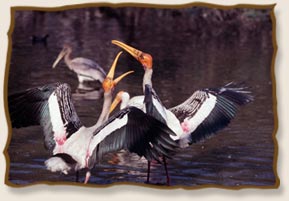 Waterbirds, Bharatpur