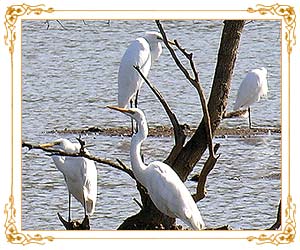 Waterbirds, Sariska