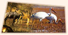 Rajasthan Wildlife