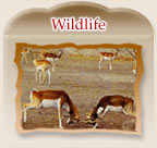 Rajasthan Wildlife